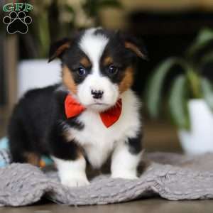 Mason, Pembroke Welsh Corgi Puppy